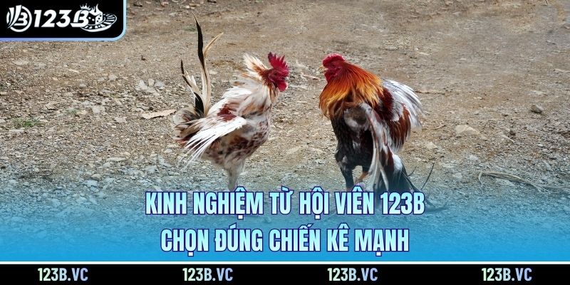Kinh nghiệm từ hội viên 123B chọn đúng chiến kê mạnh