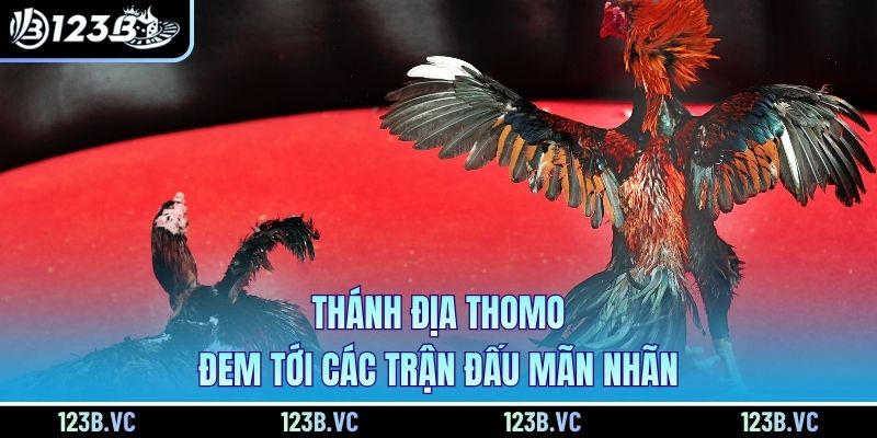 Thánh địa Thomo đem tới các trận đấu mãn nhãn